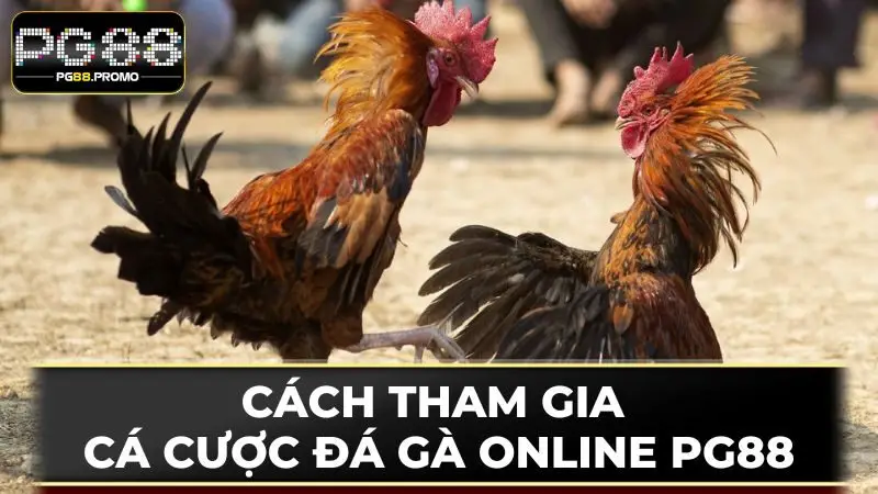 Nhanh chóng nạp vốn để bắt đầu hành trình cá cược đá gà online 