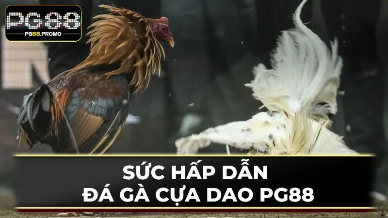 Sức hấp dẫn nổi bật mà đá gà cựa dao PG88 sở hữu