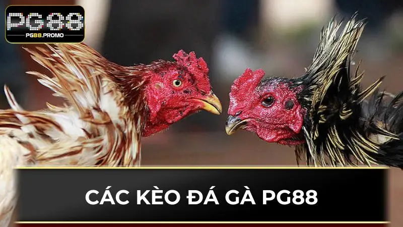 Các kèo chọi kê hấp dẫn tại PG88