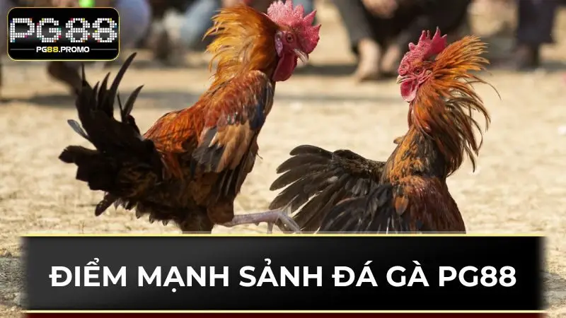 Điểm mạnh của sảnh cá cược đá gà PG88